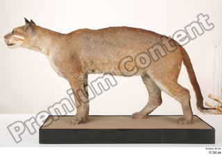 Asian golden cat Catopuma Temminckii whole body 0007.jpg